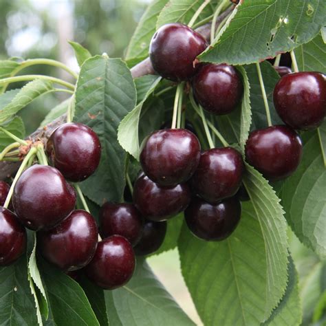 Sweetheart ® | Cherry Tree | Walnut Tree Company