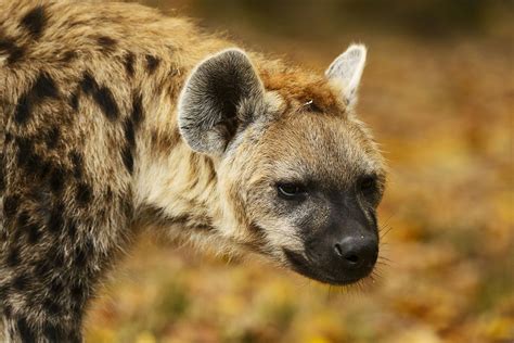 The Many Animals You Can See in Ethiopia