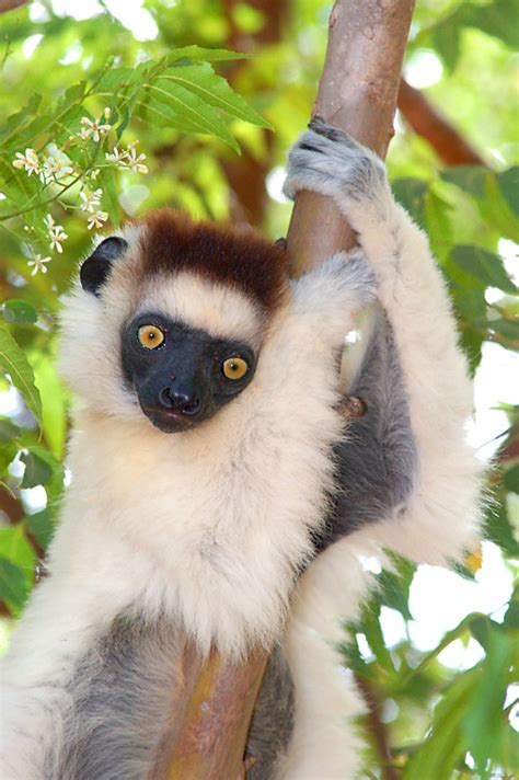 The Sifaka Lemur | Animal Information & Facts | The Wildlife