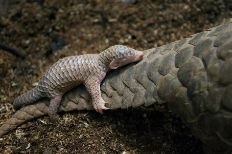 Product labels may be failing to protect pangolins in China