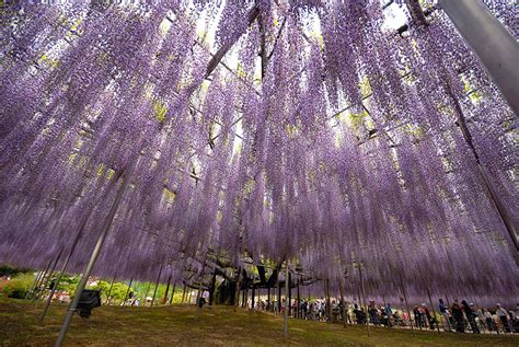 This 144-Year-Old Wisteria In Japan Looks Like A Pink Sky | Bored Panda