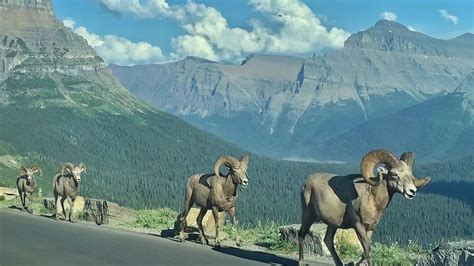 Going-to-the-Sun Road opens in Glacier National Park