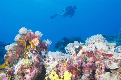 Ambergris Caye, Belize Dive Trip | Aquatic Sports