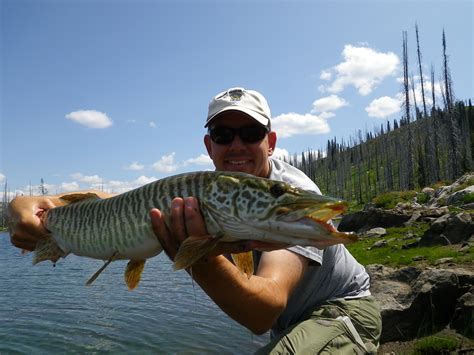 Raising tigers: How F&G uses tiger muskies in sport fish management ...