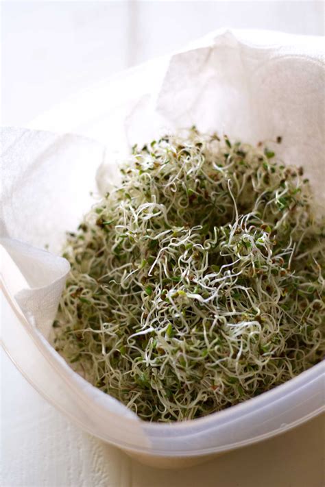 How To Grow Sprouts At Home