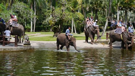 Elephant Safari Park, Taro Ubud | Ubud, Safari park, Elephant