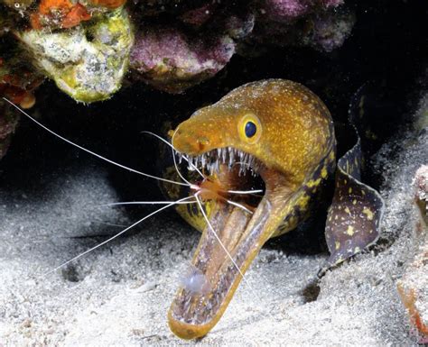 Fangtooth moray eels: Incredible photos taken inches away from hideous ...