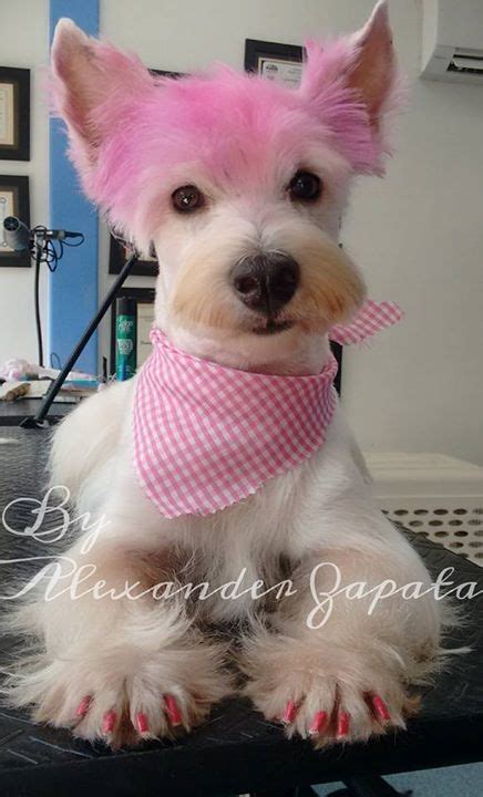 Westie Asian fusion Grooming Dog Grooming Diy, Havanese Grooming, Dog ...