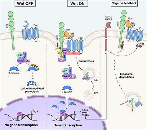 Wnt/β‐catenin signaling: Structure, assembly and endocytosis of the ...