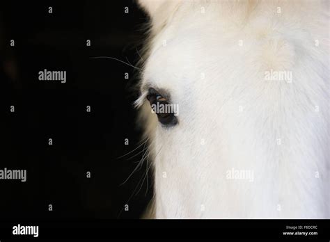 Closeup white horses face Stock Photo - Alamy