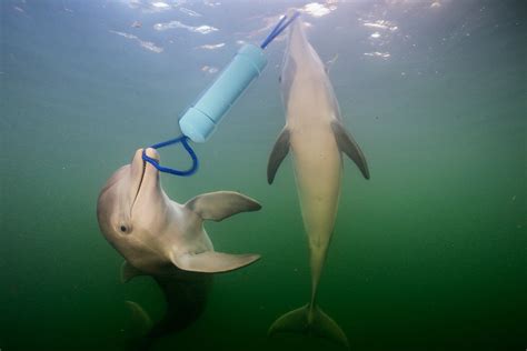 Dolphins have a language that helps them solve problems together | New ...