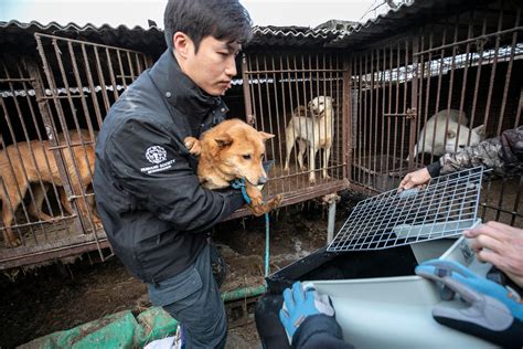 As South Korea contemplates a dog meat ban, charity closes its 18th dog ...