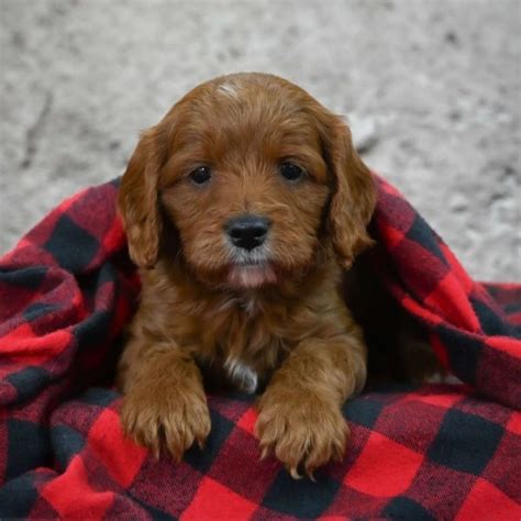 Male F1 Cavapoo Puppy for Sale | ID 6169-BW