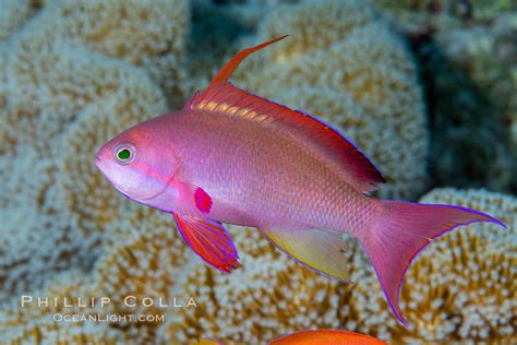 Lyretail Anthias, Pseudanthias squamipinnis, Fiji, #34773