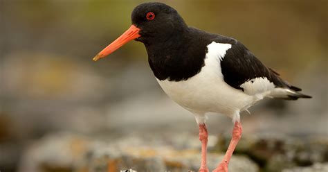 Oystercatcher - Happy Beaks Blog