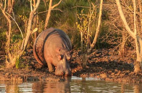 Hippo Mating & Gestation - St Lucia South Africa