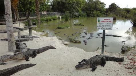 Everglades Alligator Farm (Homestead) - 2020 Qué saber antes de ir - Lo ...