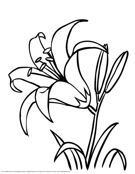 Lily Pad Flower Drawing at GetDrawings | Free download