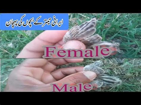 Teetar Chicks Male Female Diffrencce|Irani Teetar Kay Bacho many Nar ...