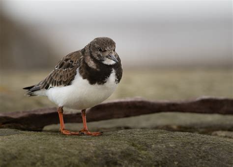 Turnstone Bird Perched - Free photo on Pixabay - Pixabay