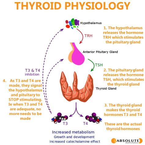 Healthy Thyroid Function: A Review of Anatomy and Physiology - Absolute ...