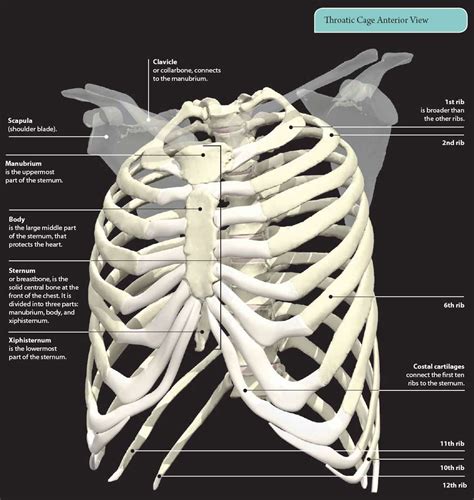 4: THE THORAX | Basicmedical Key