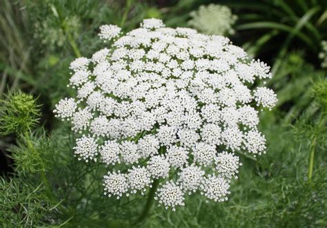 False Queen Anne's Lace - Ammi Visnaga or A. Majus