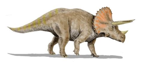 Stunning triceratops fossil discovered by chance on construction site