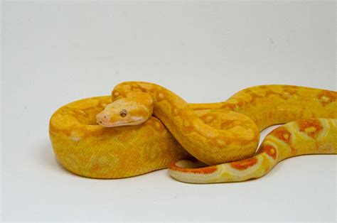 Albino Red Tail Boa - East Idaho Aquarium