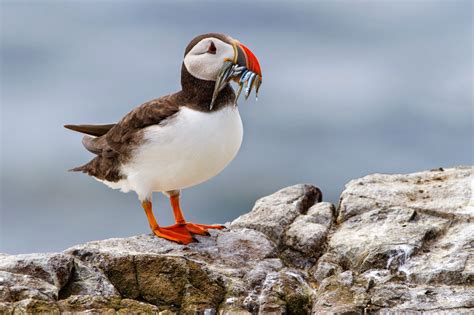 Photographing Seabirds on the Farne Islands - Park Cameras Blog