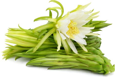 Dragon Fruit Flower Stages | Best Flower Site