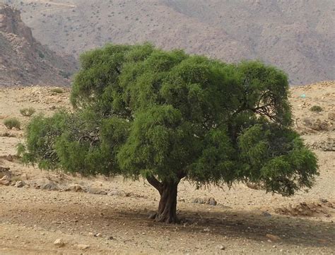 Argan tree - Sideroxylon spinosum | Plants | Kew