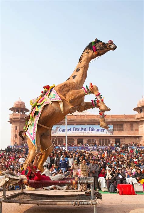 33 Best Pictures Camel Decorations Rajasthan : Nagaur Stock Photos ...