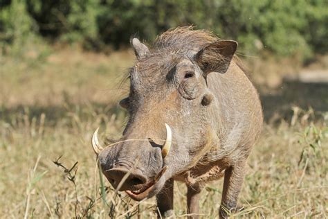 10 Things You Didn't Know About African Warthogs | AFKTravel