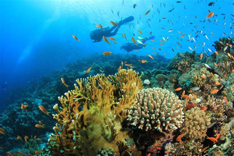 The thriving coral reef ecosystem in Turks & Caicos is beyond beautiful ...