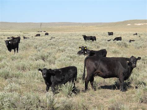 National Beef Wire | Five ways to reduce unit cost of production in a