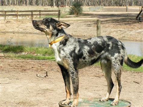 Koolie Dog Info, History, Temperament, Training, Puppy, Picture