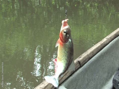 Piranha Fish caught in the Amazon Stock Video | Adobe Stock