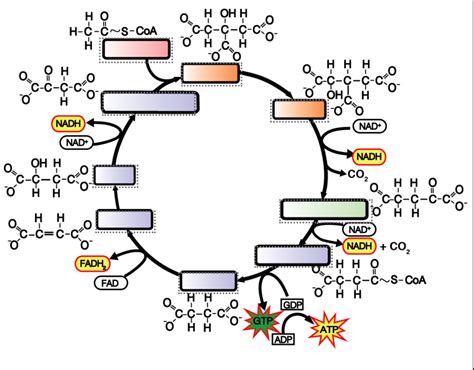 The Citric Acid Cycle Diagram | Quizlet