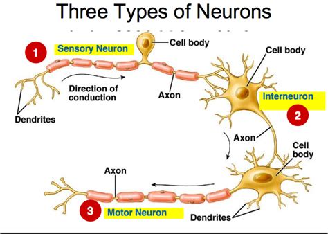 Interneurons and Motor Neurons Are Which of the Following - Leah-has-Massey