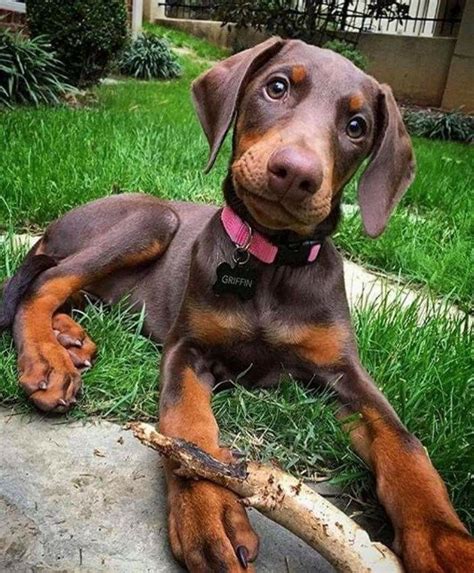 Awww, I know it's a brown Doberman but it's sooooo cute!!!! | Oh So ...