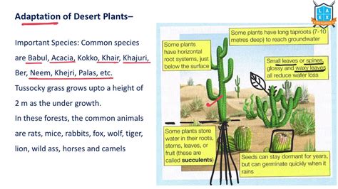 Ecological Adaptations Of Desert Plants Ppt