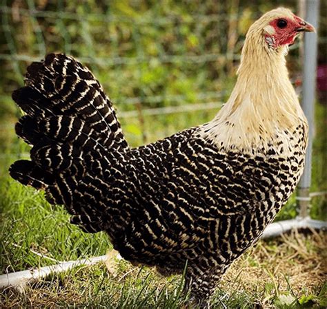 Deathlayer Chicken: Breed Profile | Chicken Fans