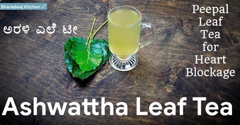 Peepal Tree Leaf Tea For Heart Blockage | Uses of Peepal Tree | Health ...