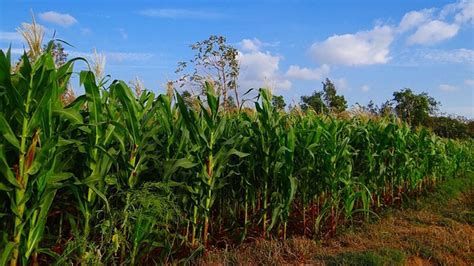 Maize Can Adapt to High Elevations and Cold Temperatures Thanks to ...