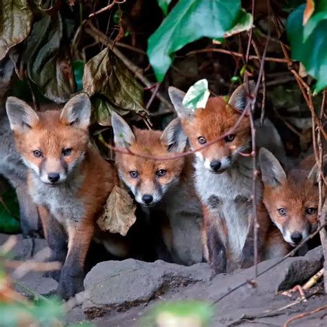 Can I feed foxes in my garden? - Protect the Wild