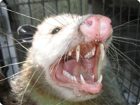 Opossum Teeth - Threat Display