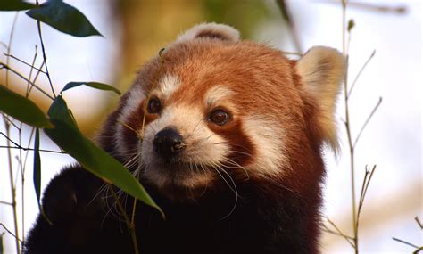 Green leaves, red panda, himalayas free image download