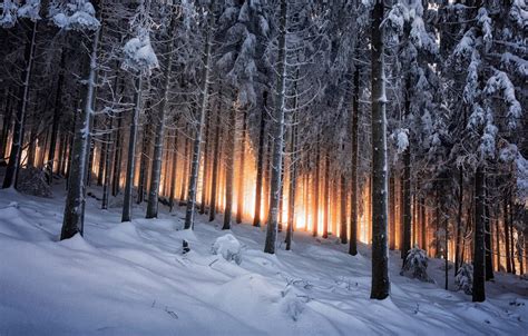 Photo Wallpaper Winter, Forest, Germany, Black Forest - Winter Forest ...