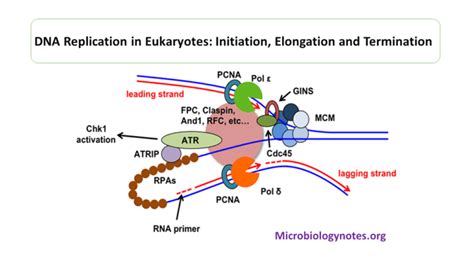 DNA Replication in eukaryotes: Initiation, Elongation and Termination